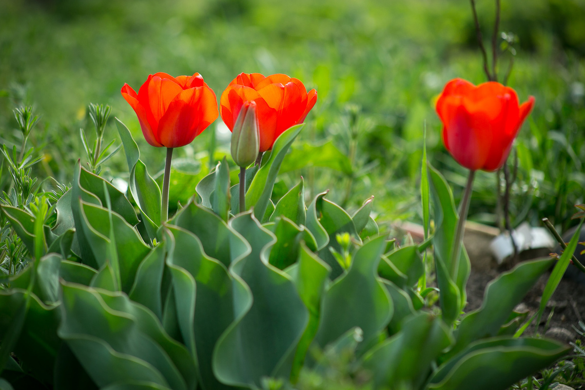 Тюльпан Lalibela. Автор фото Елена Якимова / Greenfingers