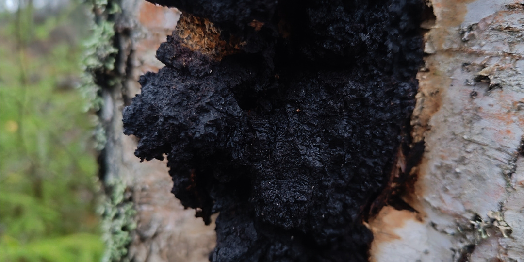 «Топор Конунга» и «Слеза Вдовы»: тайны варяжских настоек, найденные в Выборгском замке