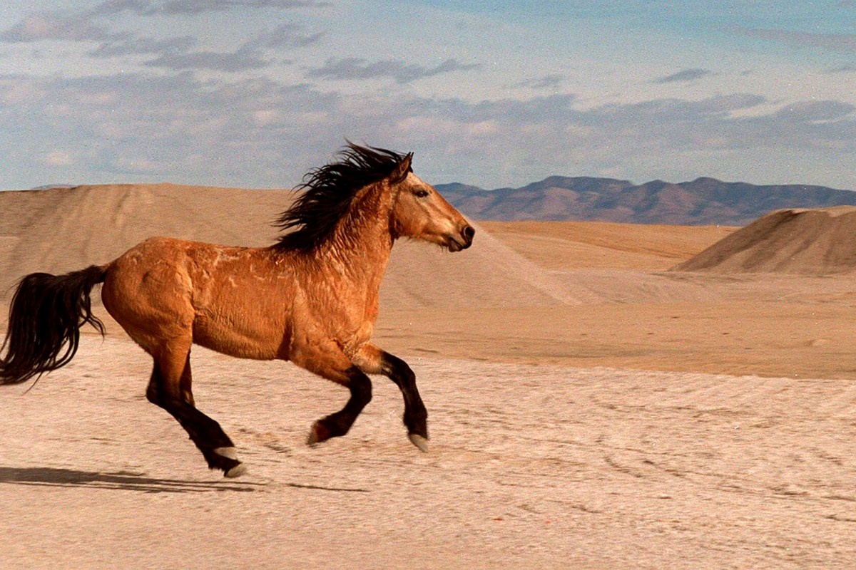 Фото с сайта: https://stoptheslaughter.wordpress.com/tag/wildhorses/