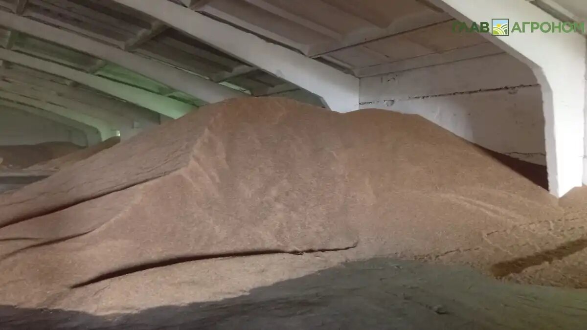 Фото:© Николай Петроченко / Glavagronom.ru
Донские хозяйства продают пшеницу ниже себестоимости ее производства