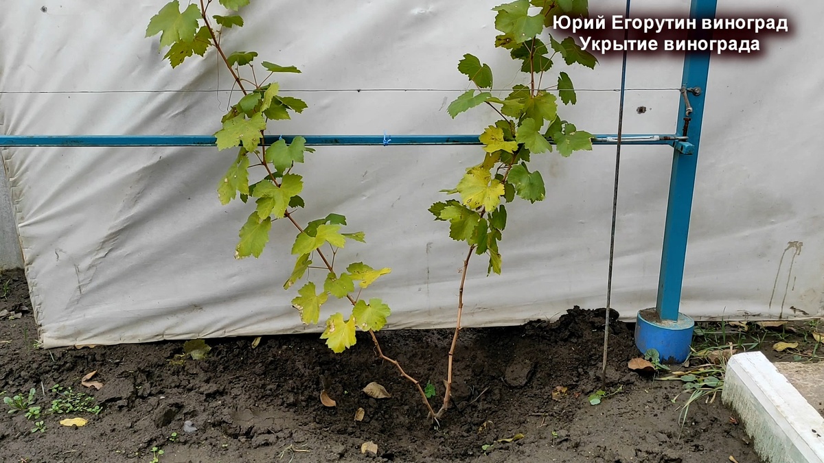 Однолетний куст винограда перед обрезкой осенью.