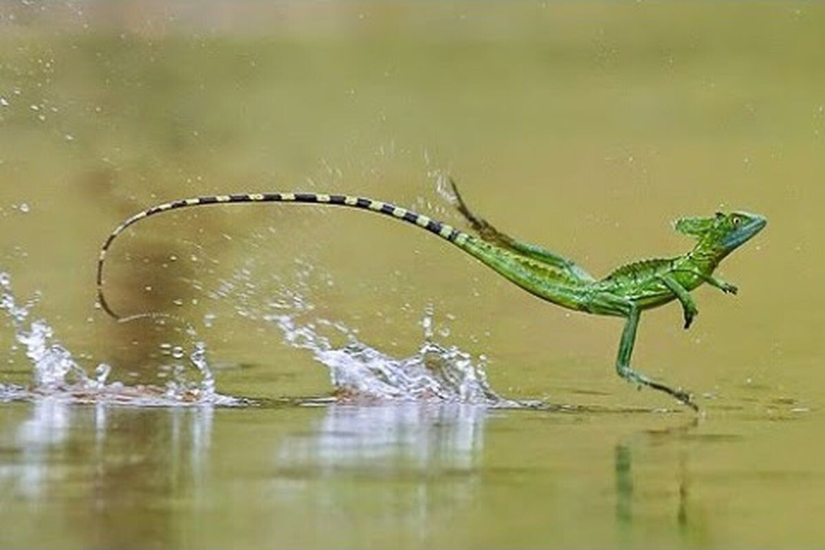 Фото с сайта: https://storage.googleapis.com/dgzallkgudyvue/what-lizards-can-run-on-water.html