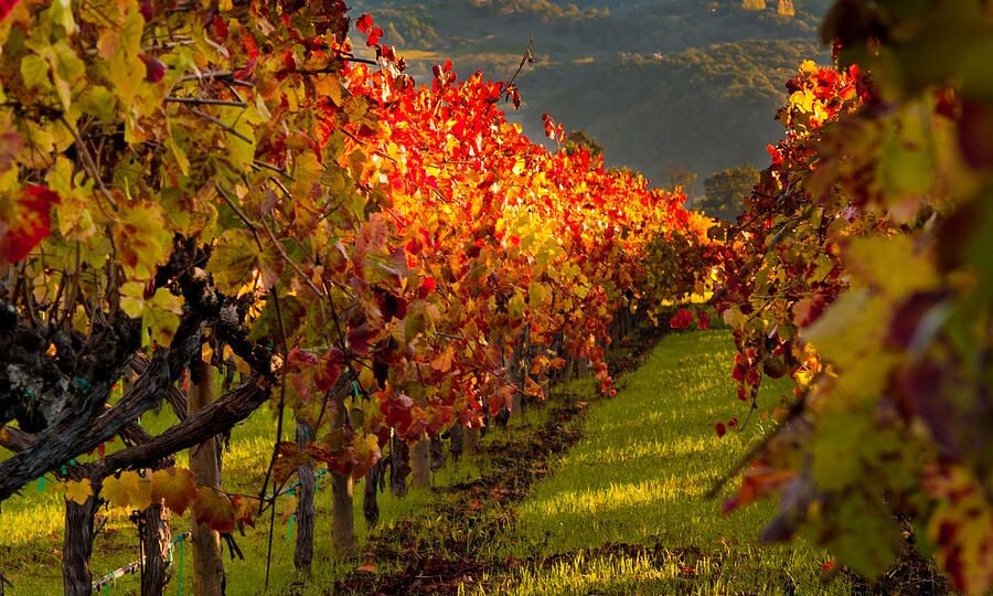 Про когнитивный диссонанс или сказка о Винограднике, Дожде и Ветре