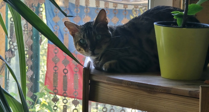    Правда, от которой станет печально: как скоро кошка вас забудет после расставания