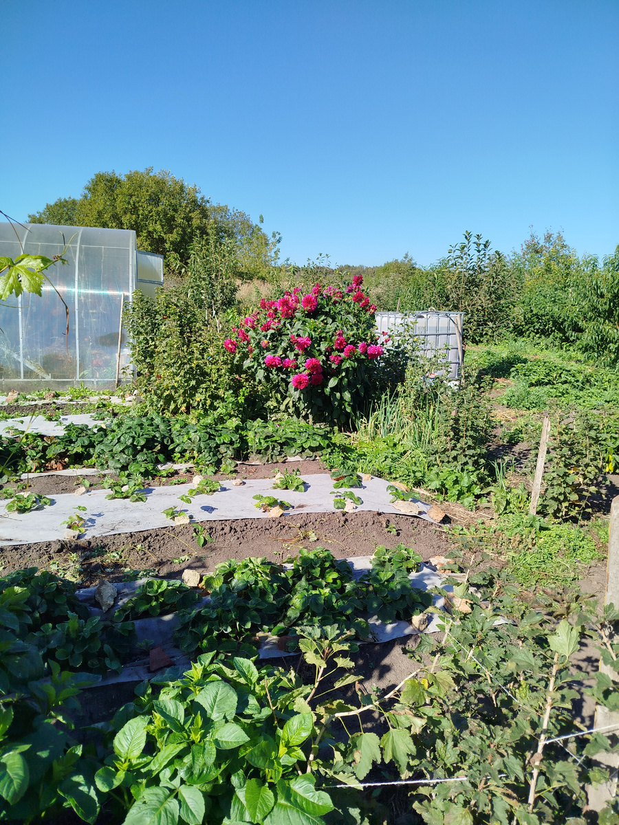 И меня земля позвала. Мой огород)