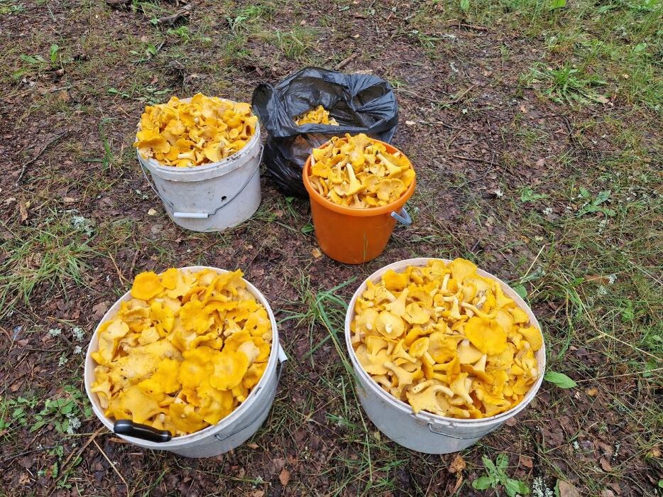 Лисички атакуют
Фото: газета «Печорская правда»