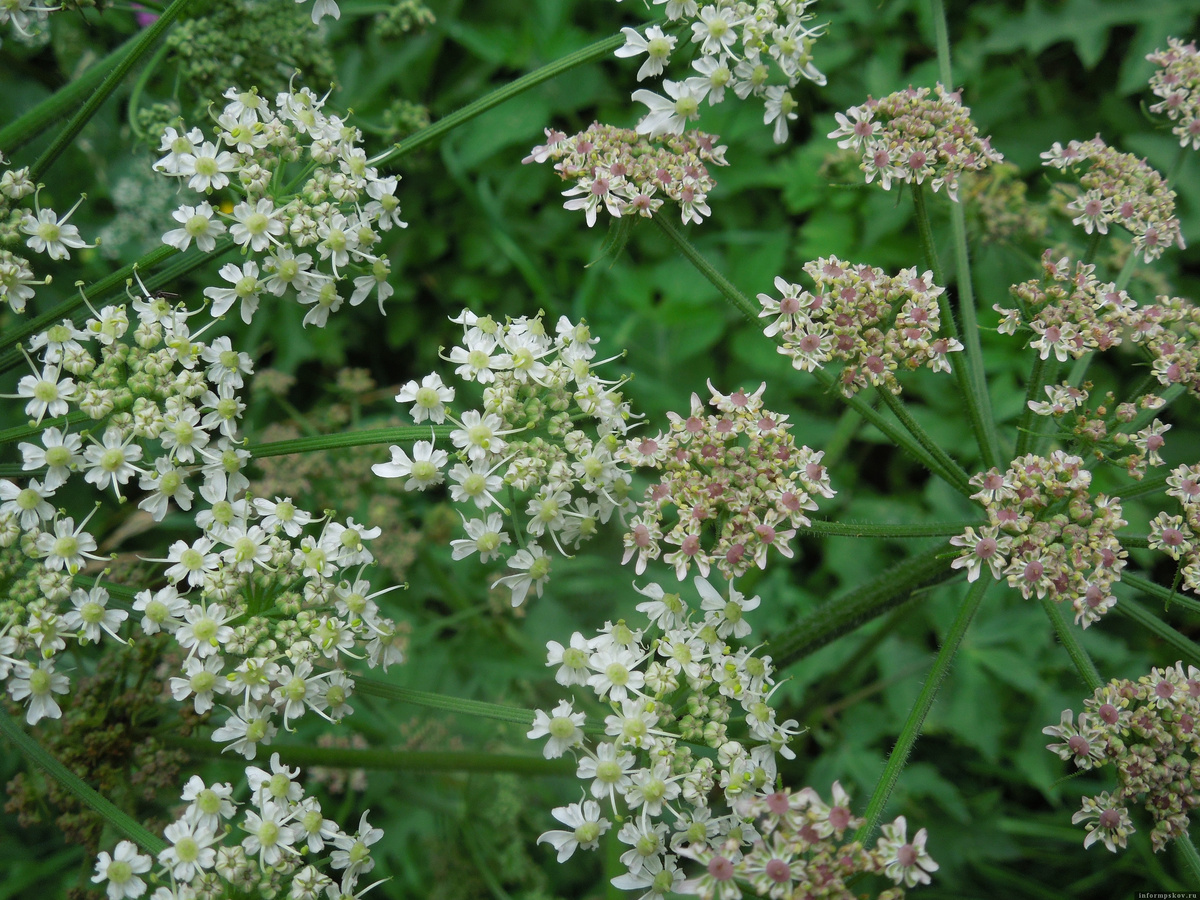 Здесь и далее фото Полистовского заповедника
