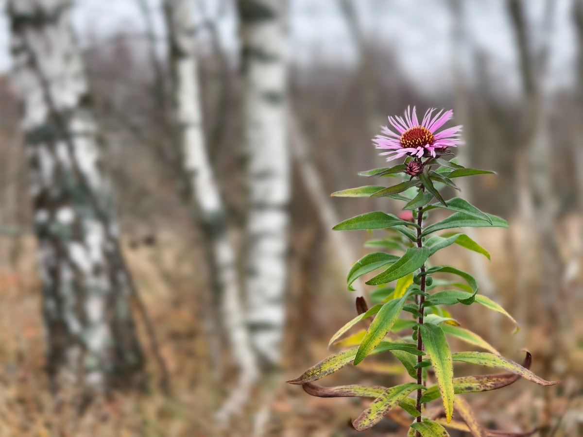 Цветок в осеннем лесу