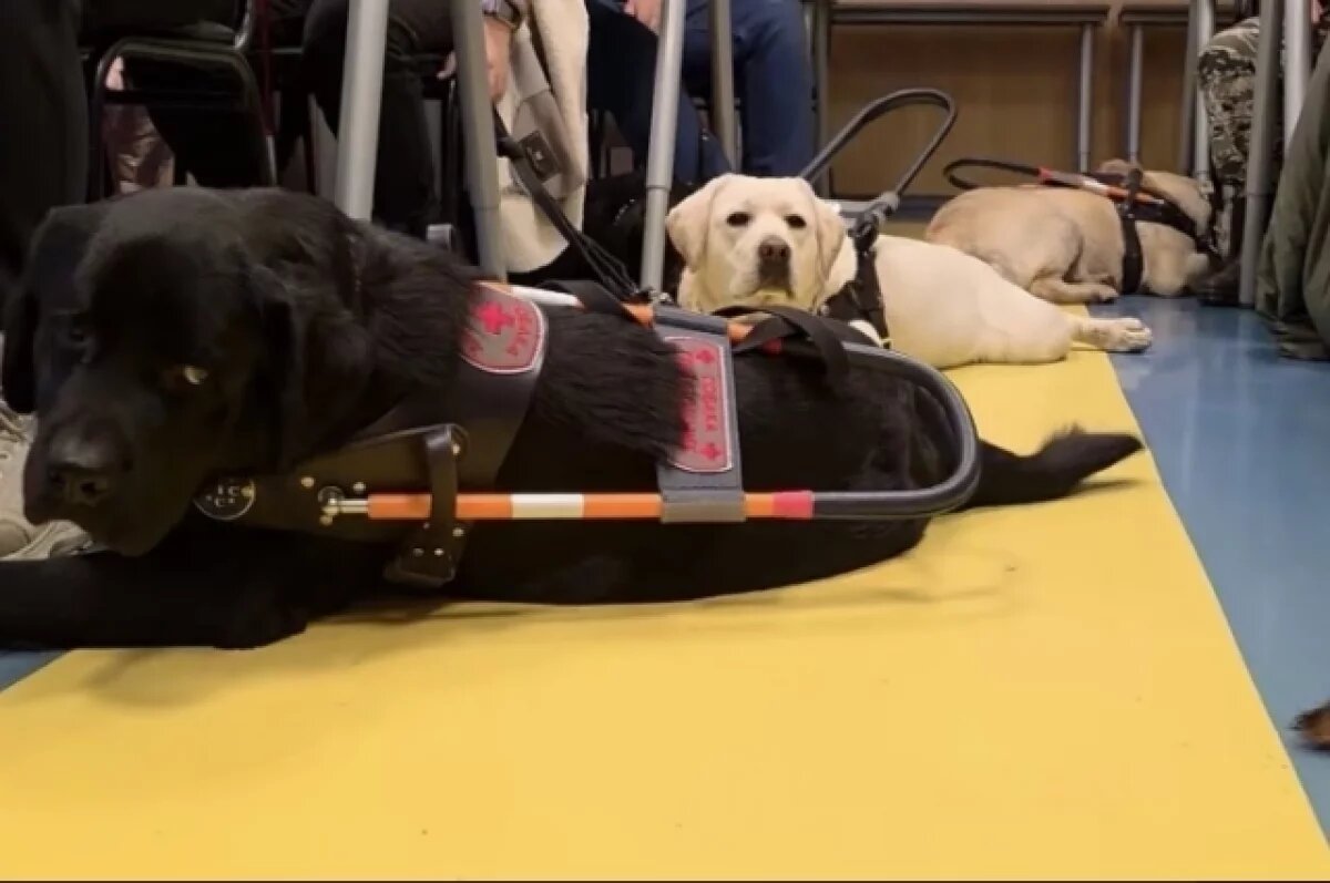    В 2025 году 48 граждан с инвалидностью получили от СФР собак-поводырей