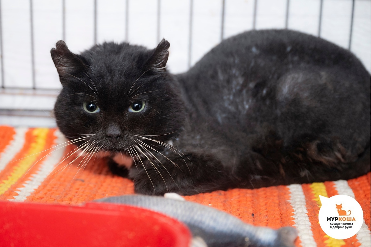 Куземир найден на улице. 