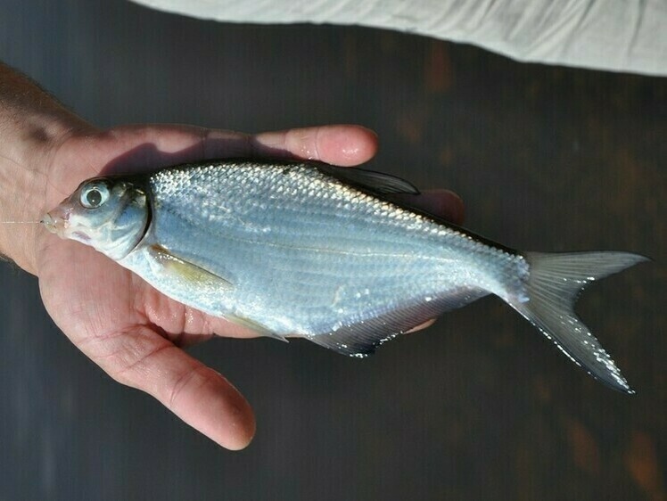     Фото: Линника Николая.