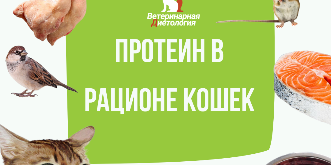 ПОТРЕБНОСТЬ КОШЕК В ПРОТЕИНЕ