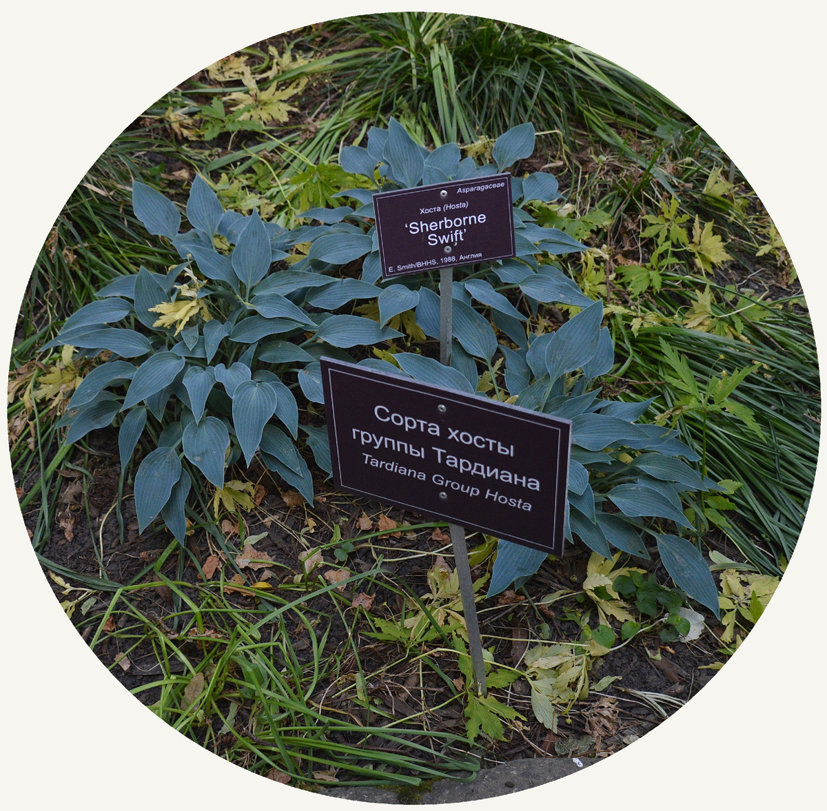 Все фотографии в статье мои