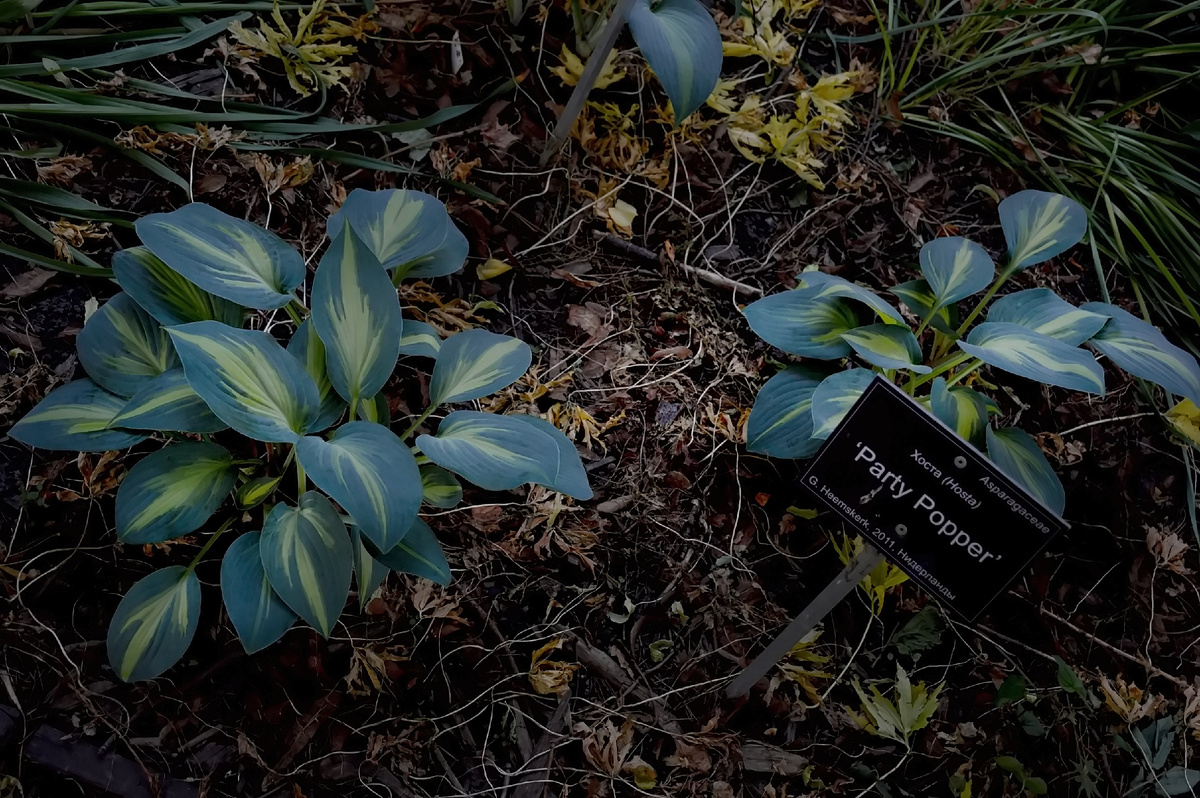  'Парти Поппер', 'Праздничная Хлопушка' (Party Popper)