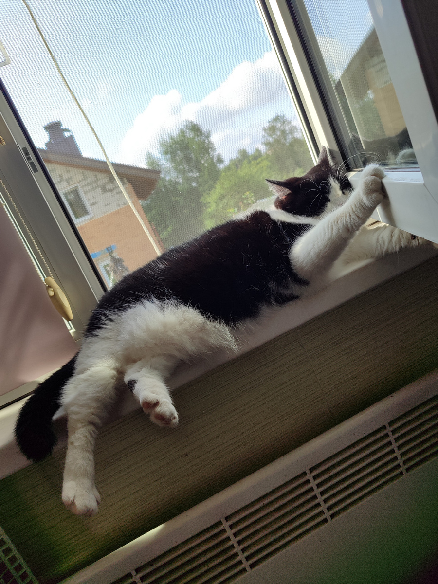 Кошка летом в деревне