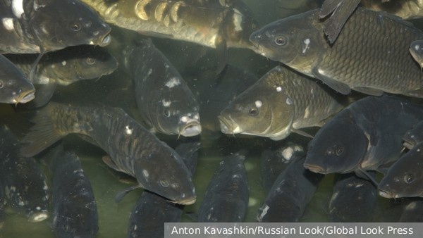     Фото: Anton Kavashkin/Russian Look/Global Look Press    
 Текст: Катерина Туманова