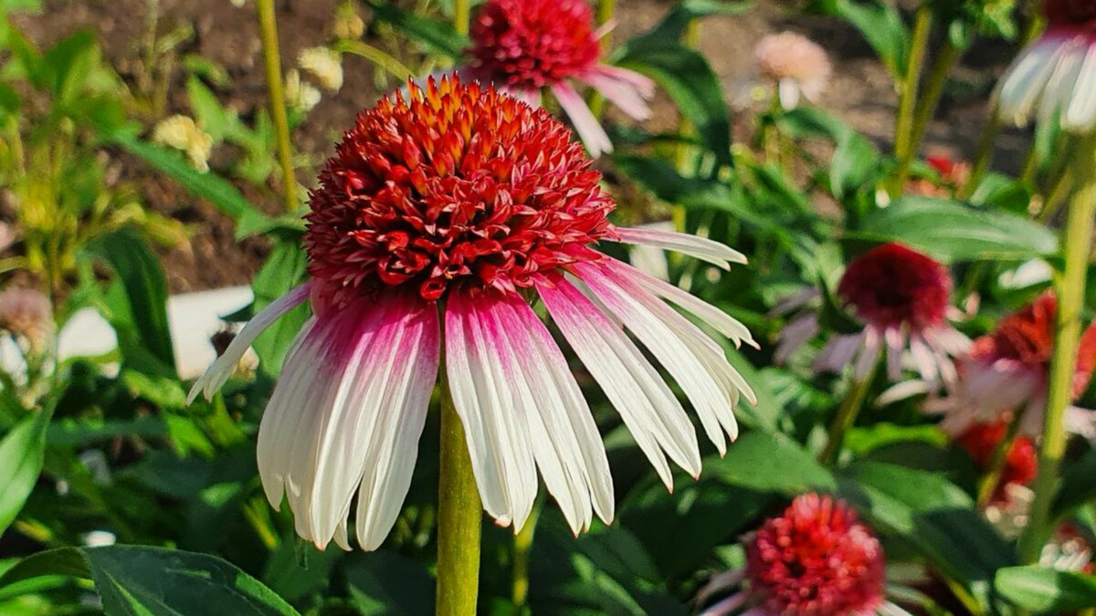 Фото из скти в свободном доступе