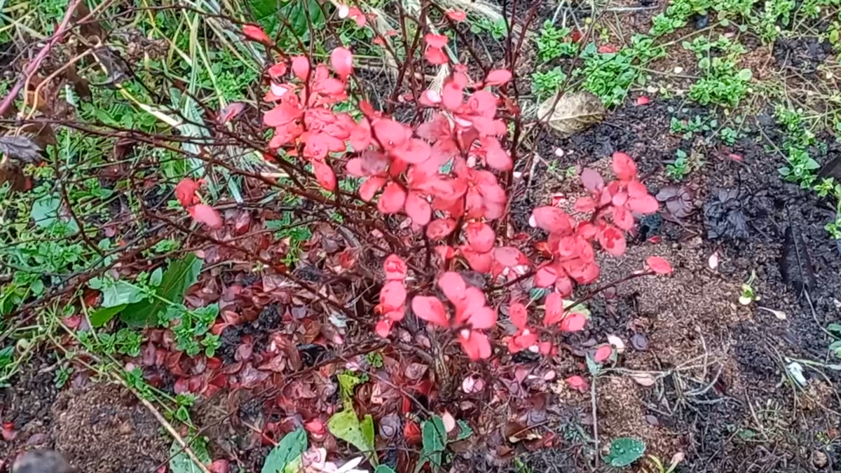 Фото автора. Куст барбариса в ноябре.