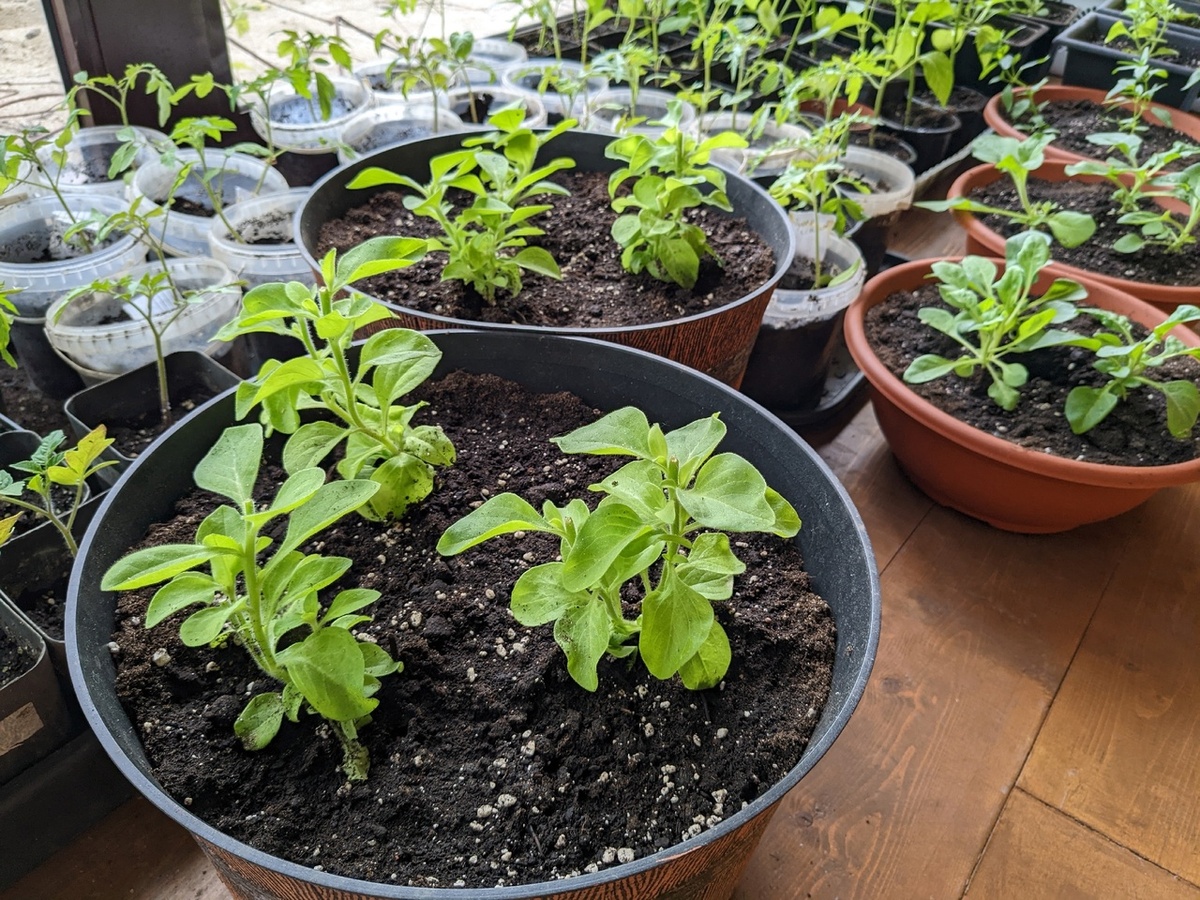 Майская посадка петунии