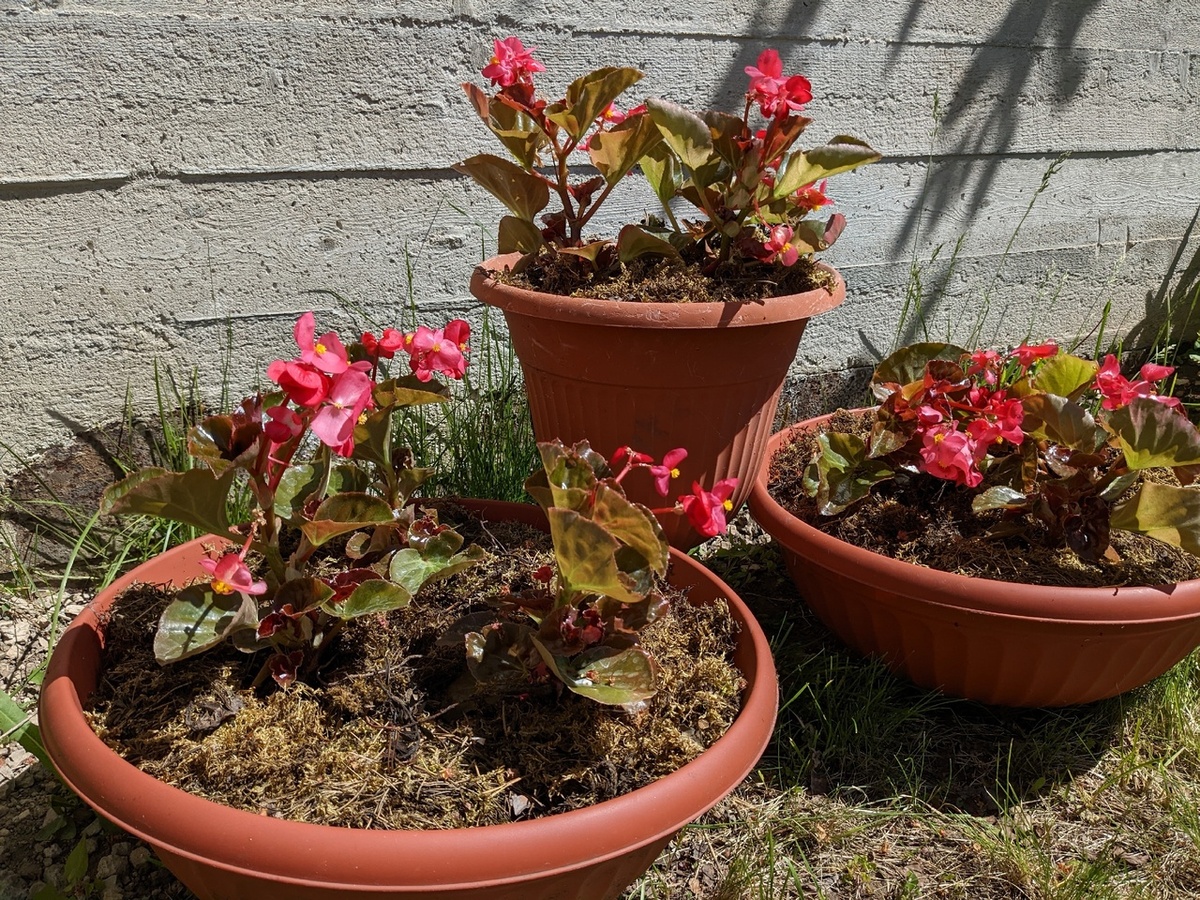 Майская посадка бегонии - рассада уже на цвету