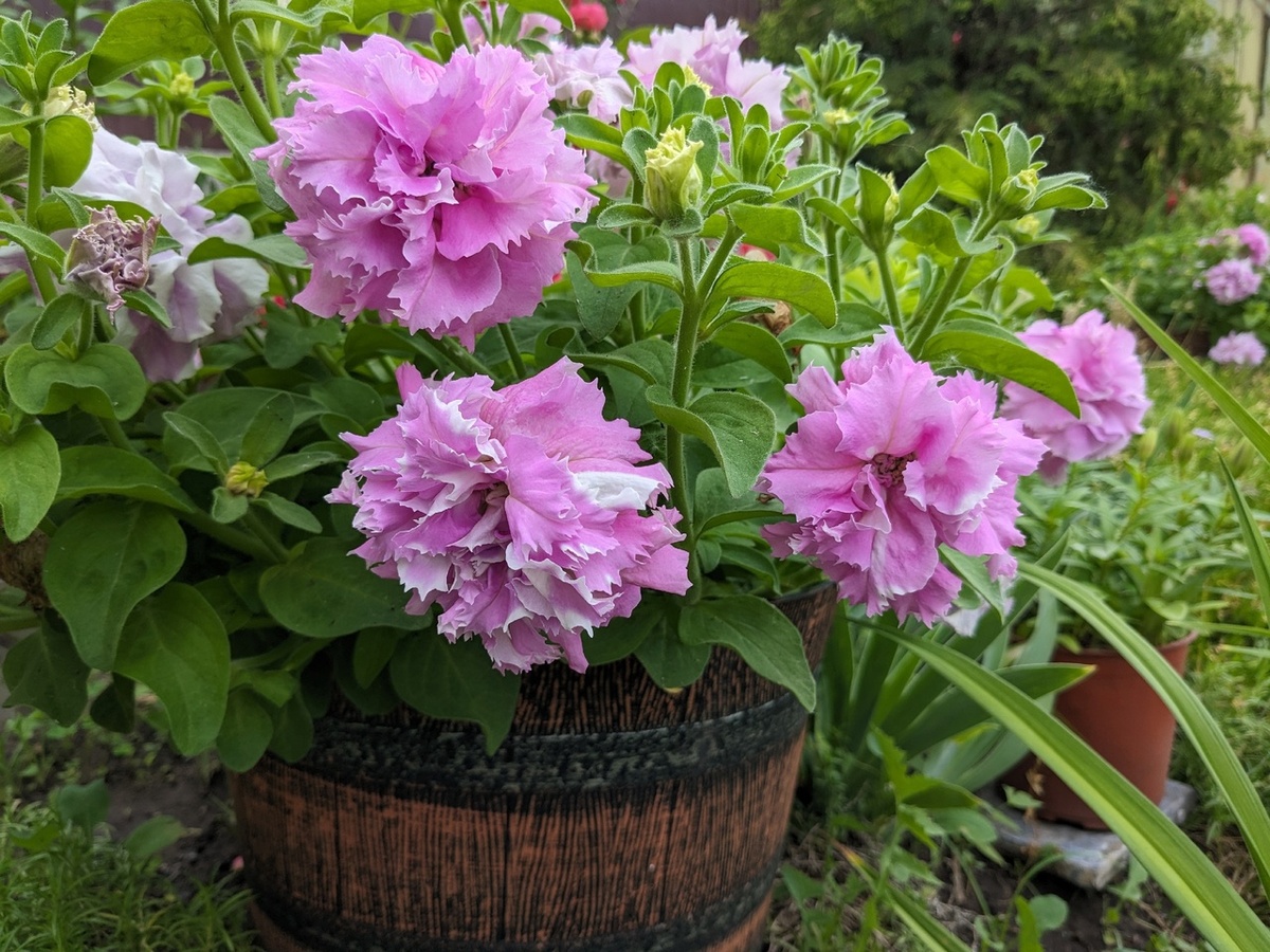 Петуния Double Cascade Orchid Mist начинает цвести