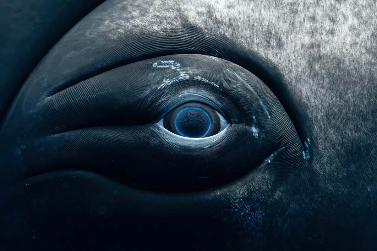 Однажды эти чудесные обитатели Мирового океана поведают нам самые увлекательные истории в нашей жизни / © onlygoodnewsdaily.com