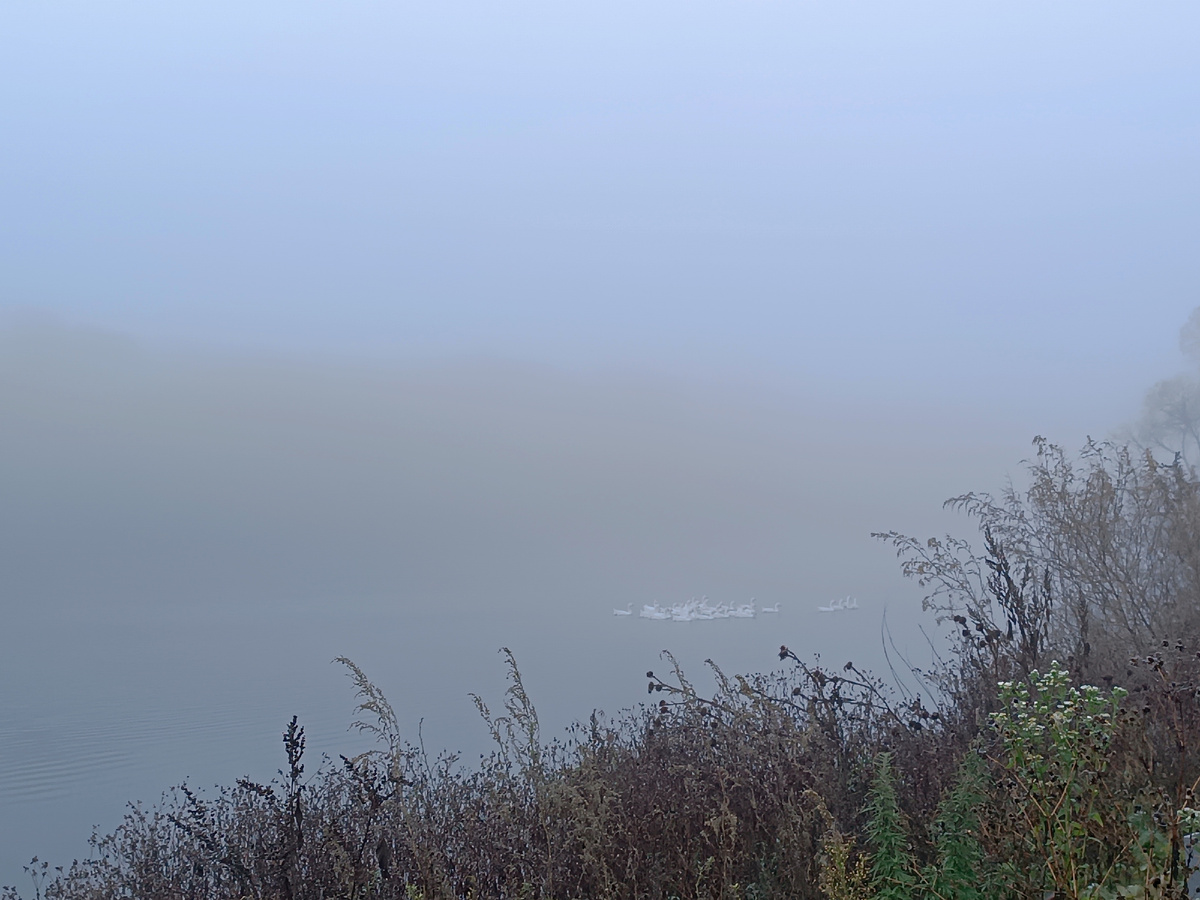 Фото октябрьское для иллюстрации статьи, нашла в галерее. Утро туманное. Гуси на пруду. Вы их видите? А они там есть! 😁
