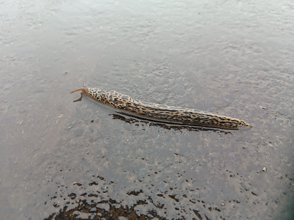 Больше 10 см точно