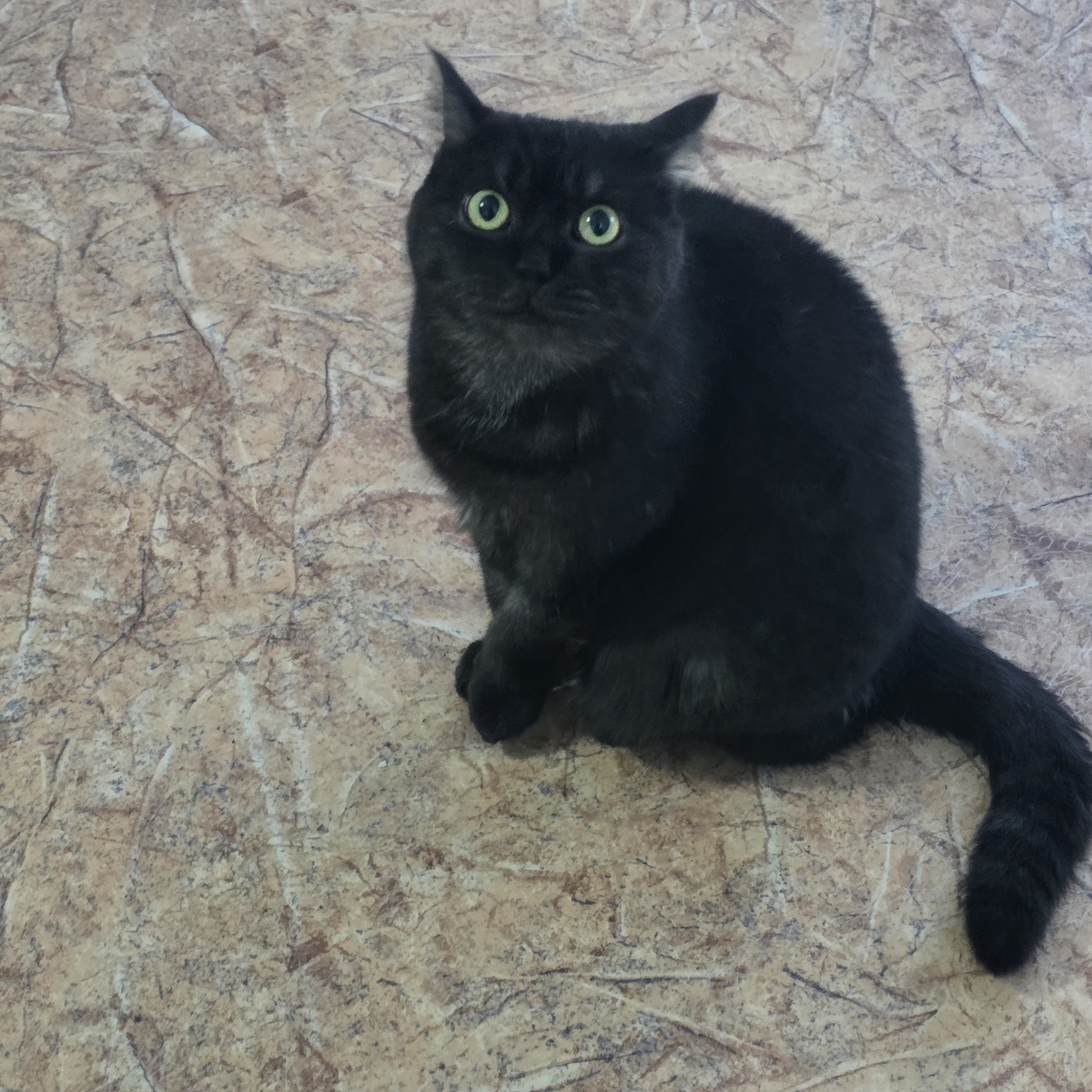 Черная красавица с изумрудными глазами полна решимости