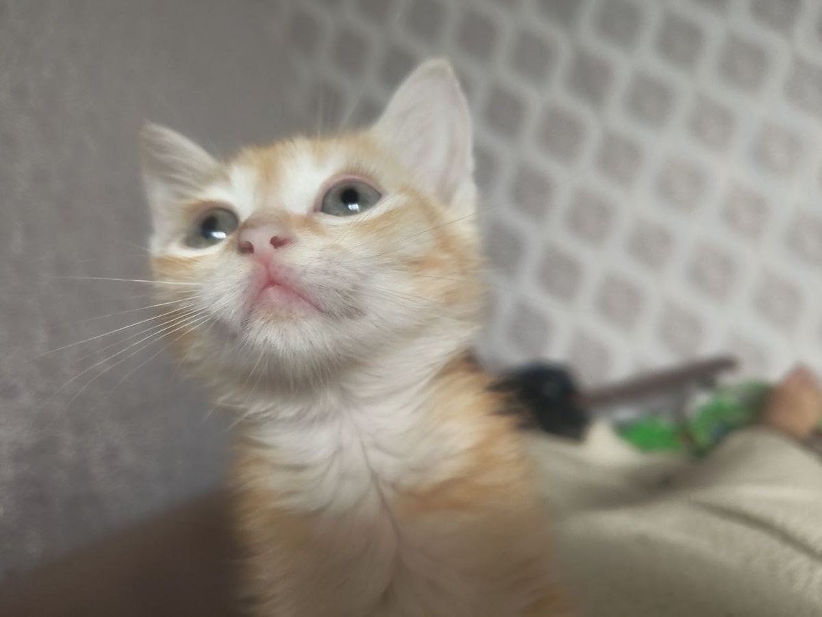 рыжий ангел дома улыбается камере