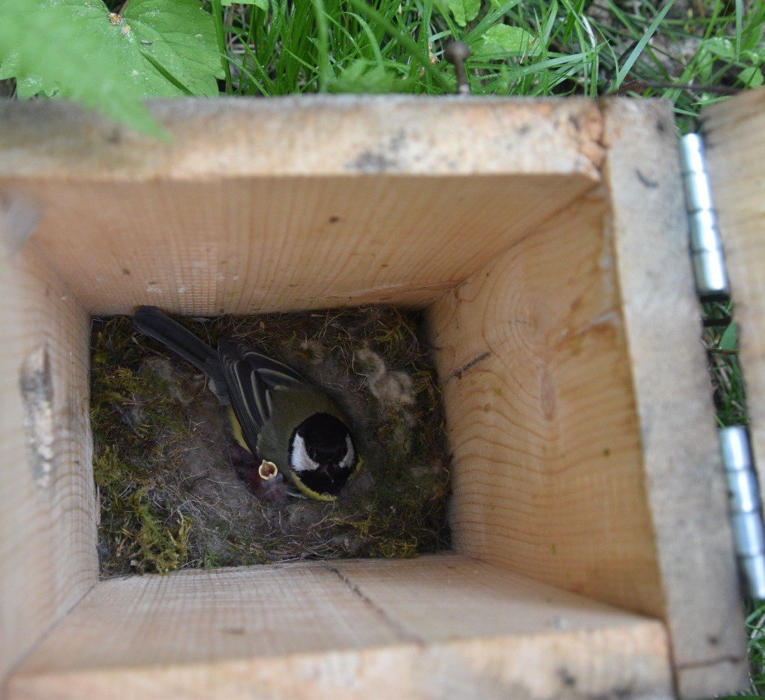     ​На «Красноярских Столбах» показали фото из гнезда синиц