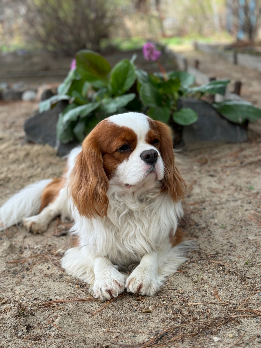 Бэни на даче