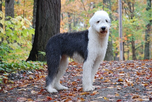 Бобтейл, или староанглийская овчарка, отличается добродушным нравом, внушительным видом и отсутствием длинного хвоста.