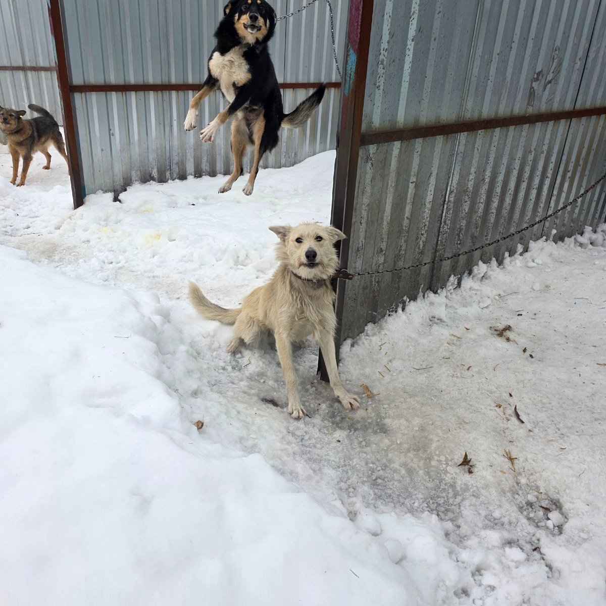 прыгает от радости невзирая на боль