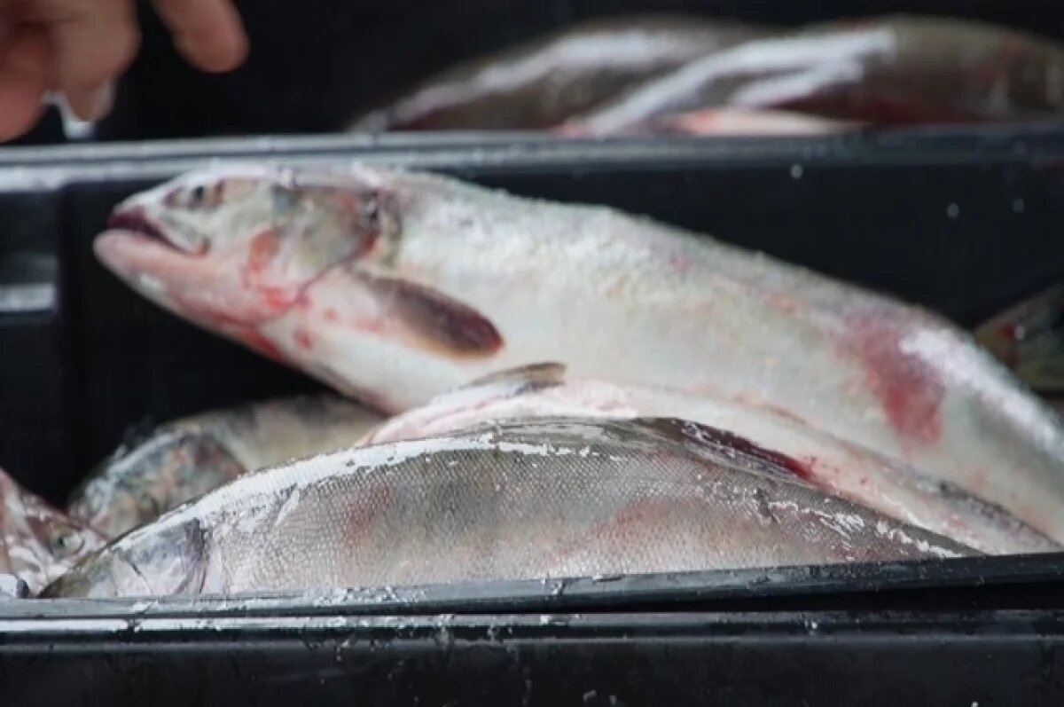    Сахалинцу грозит суд за браконьерство: рыбу выбросил, а икру забрал