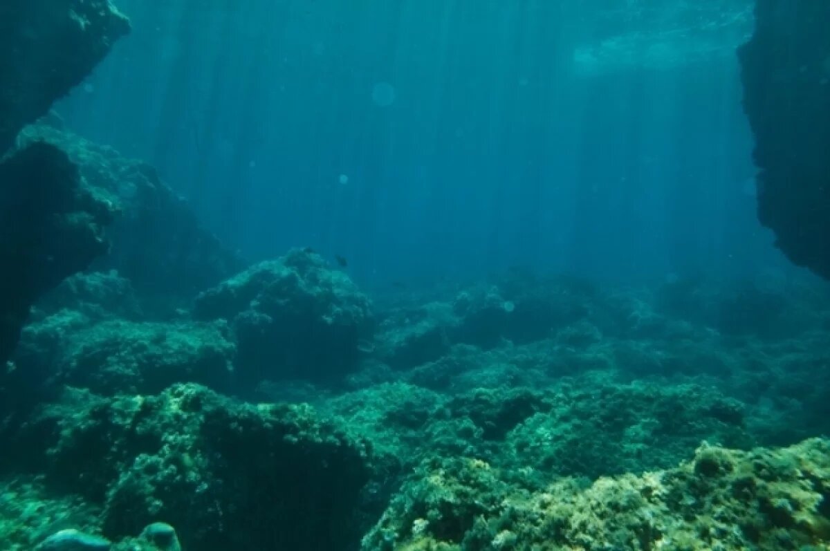    Океанолог Таврический объяснил появление гигантских комков слизи в океане