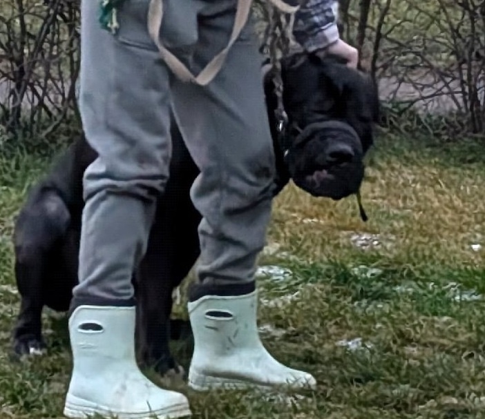    фото: © Фото предоставлено владельцем пострадавшей собаки