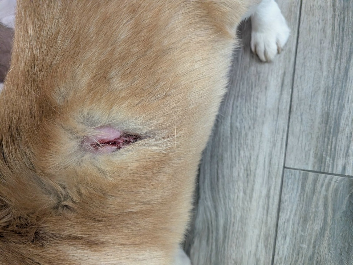    Собака бойцовской породы набросилась на корги на Древлянке© Фото предоставлено владельцем пострадавшей собаки