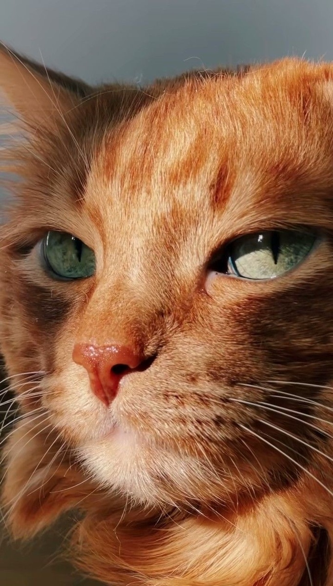 Кот рыжик и его обида