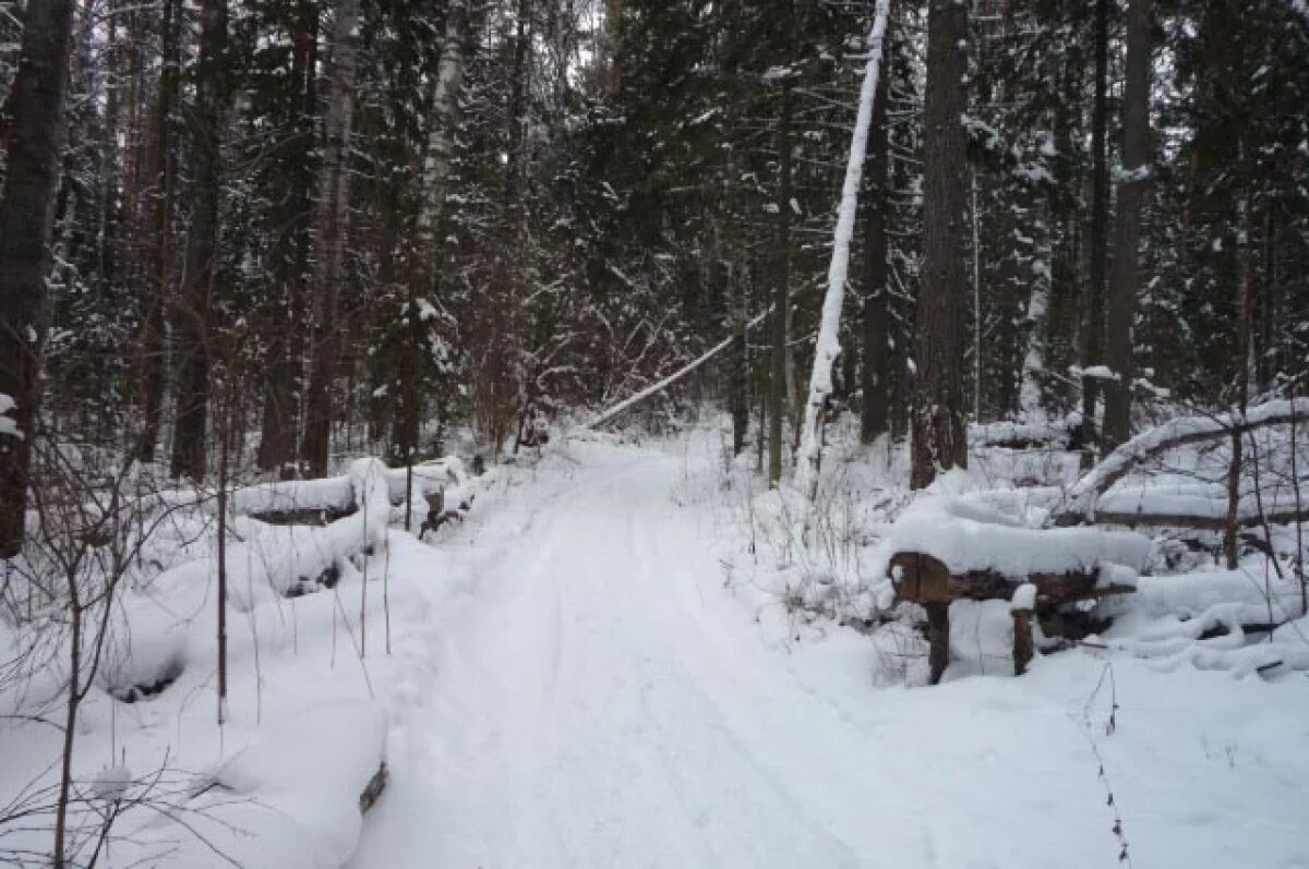    Тело замёрзшей женщины обнаружили в лесу в Якутии