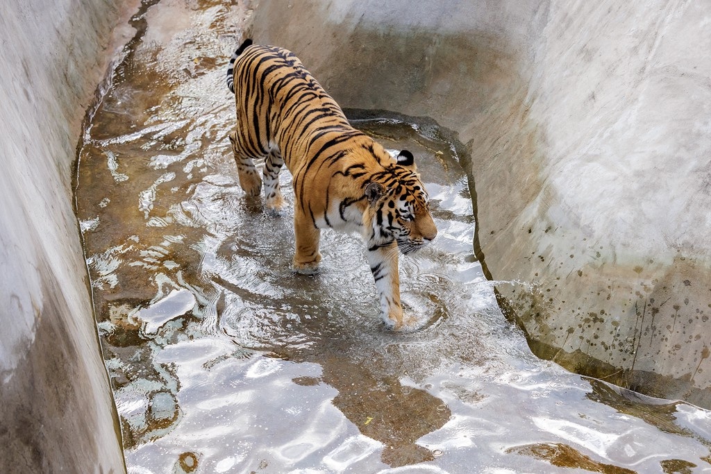    Фото © Дмитрий Дубинский / Абзац