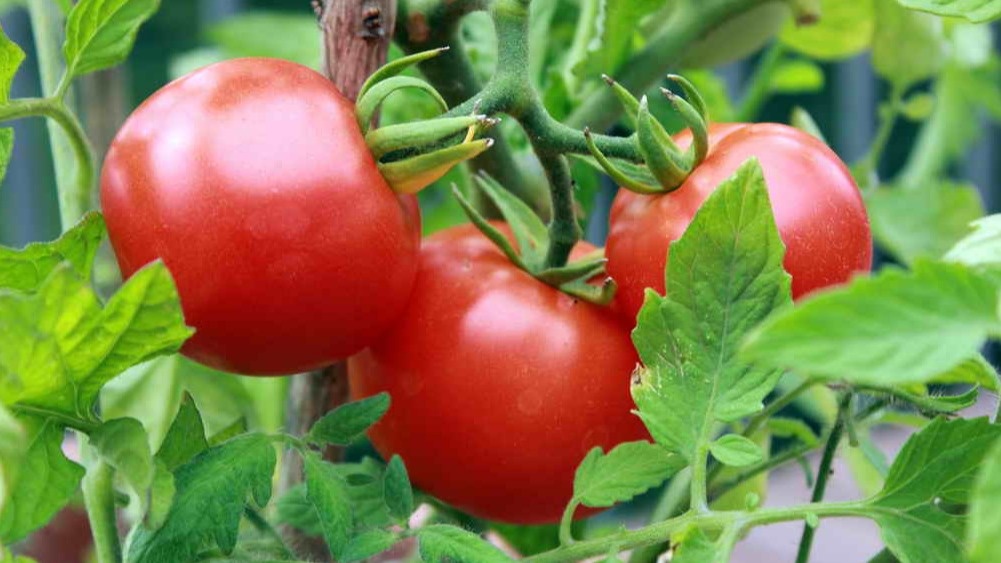 Восемь лет экспериментов показали огромную разницу между разрекламированными сортами и настоящими фаворитами