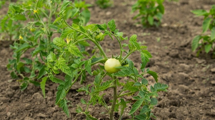 Реальность часто не соответствует красочным обещаниям на упаковках семян