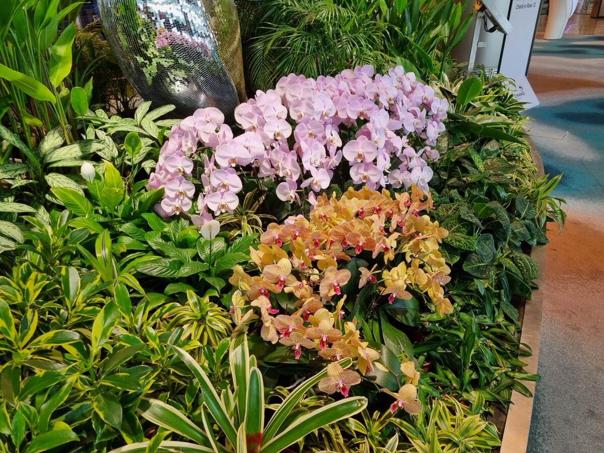 аэропорт Сингапура