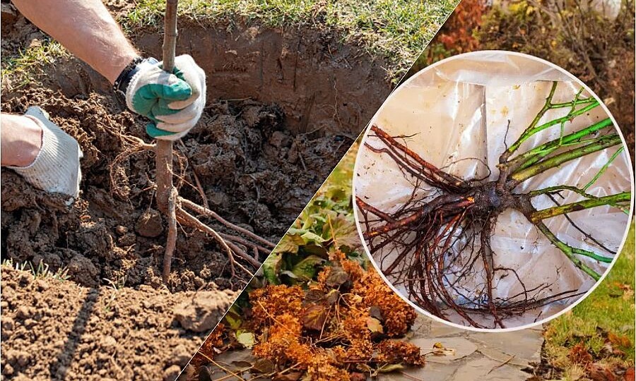 Как сохранить саженцы до весны — проверенные способы для всех культур