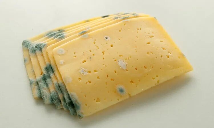 Мягкие сыры при первых признаках плесени нужно выбрасывать