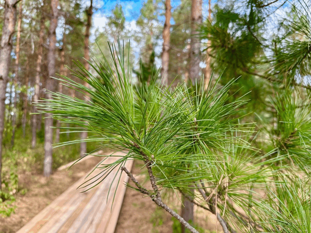   Фото: нацпарк «Бузулукский бор»
