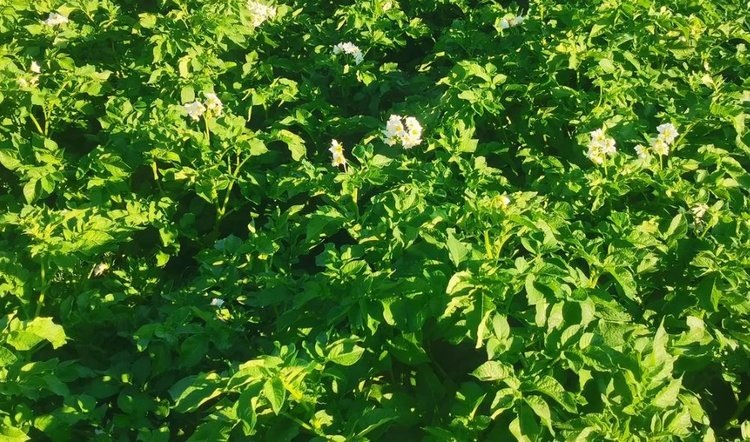    Фото: Лукьянов Дмитрий, AgroXXI.ru