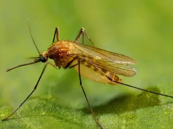    Фото: Роспотребнадзор Ростовской области Веселовские вести