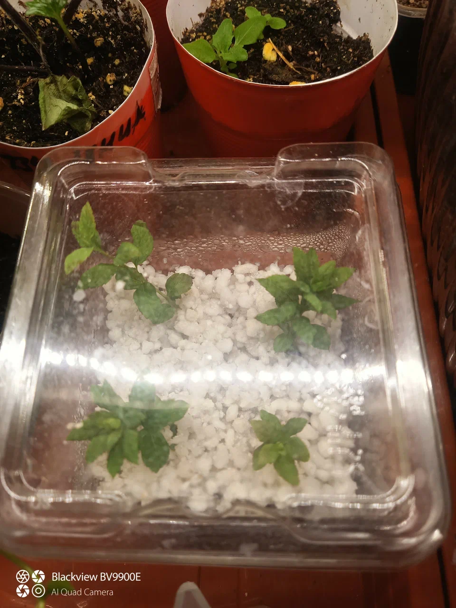 Черенки спиреи из зелёных побегов зимой. Укоренение 100 %